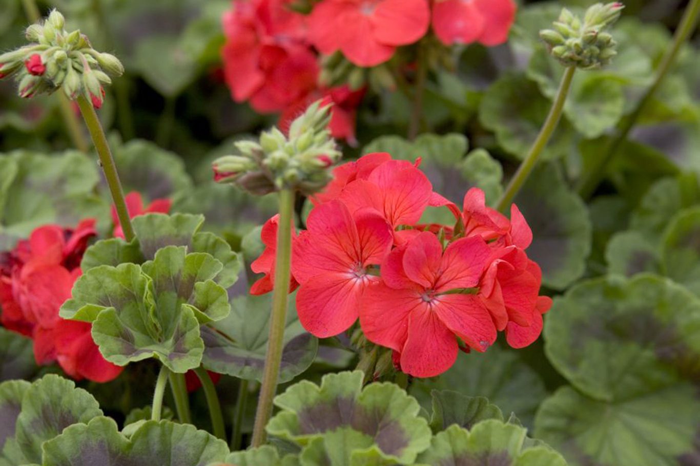 Maverick Scarlet Blumensamen zur Aussaat robust Sorte Traditionssorte & ohne Gentechnik Samen Hausgarten