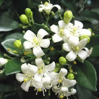 Murraya Paniculata Blumensamen zur Aussaat – robust Sorte Traditionssorte & ohne Gentechnik Samen Hausgarten