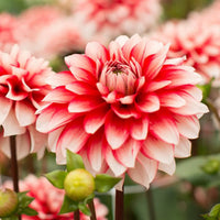 Karma Amanda Violett Weiß Bicolor Dahlie Blumensamen zur Aussaat Wildblume Mischung Traditionssorte & ohne Gentechnik Samen Hausgarten