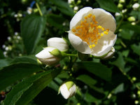 Traditionssorte Philadelphus Lewisii Blumensamen zur Aussaat Anzucht Traditionssorte & ohne Gentechnik Samen Hausgarten