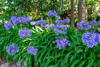 Mischung Agapanthus Blume Samen zur Aussaat – leuchtend mehrjährige Samen a Garten
