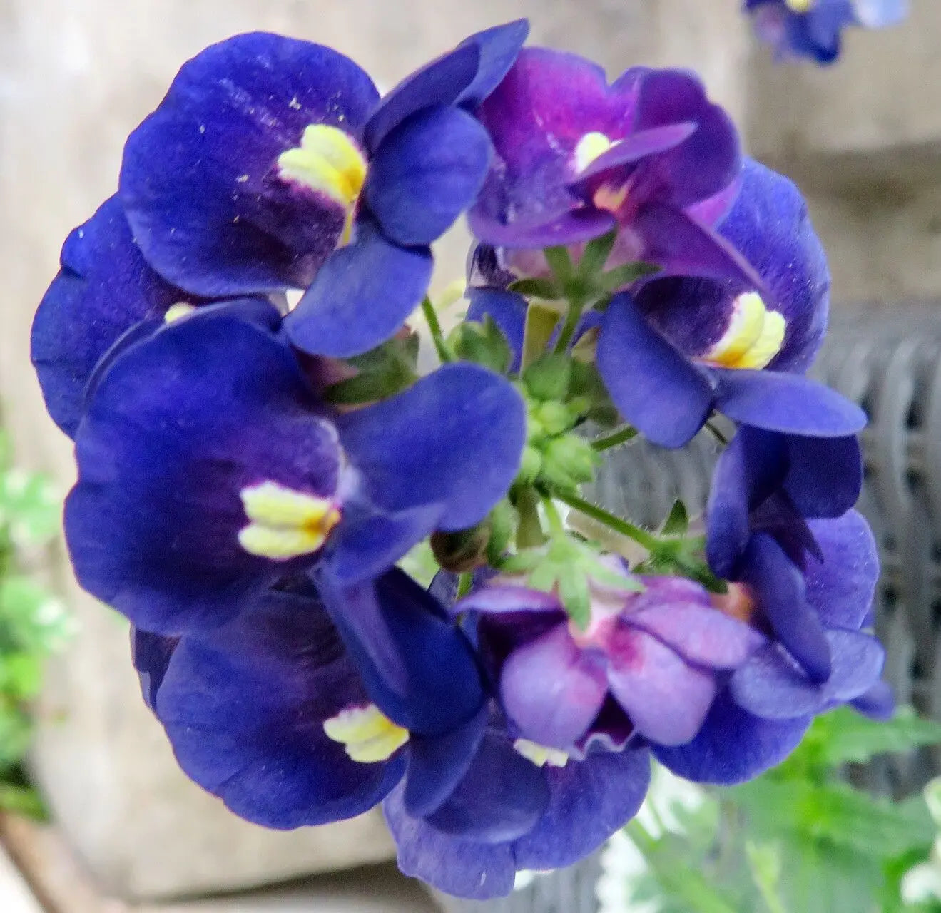 Blau Nemesia Strumosa Blumensamen zur Aussaat Schnitt Blume beliebt Traditionssorte & ohne Gentechnik Samen Hausgarten