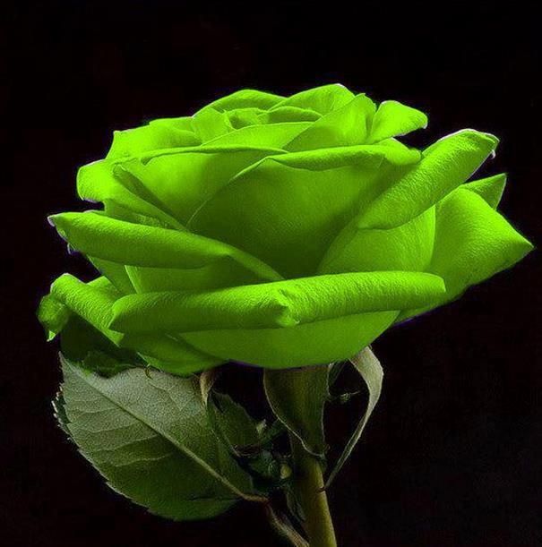 Decorative grün rose blumen for landscaping