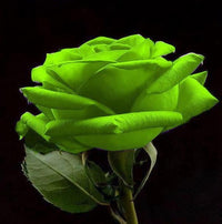 Decorative grün rose blumen for landscaping