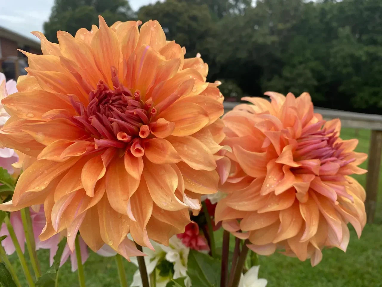 Decorative light orange dahlia blumen for garten displays