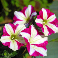 Decorative petunia floral display with rosa and weiß shades