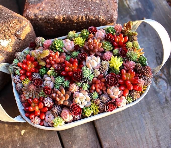 Decorative succulent garten display