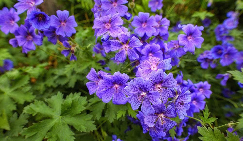 Deep blau geranium blume samen for anpflanzung