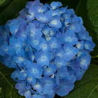 Deep blau geranium samen for garten anpflanzung
