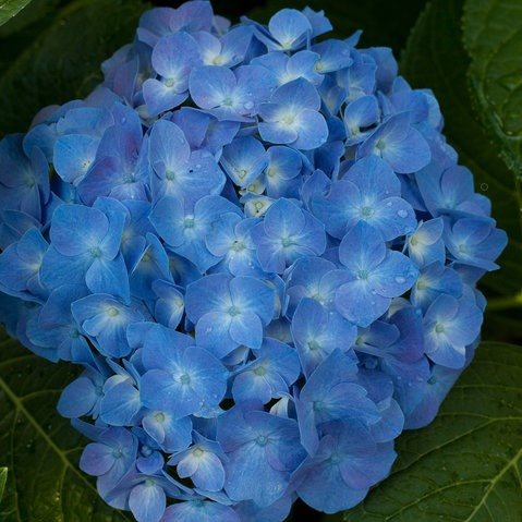 Deep blau geranium samen for garten anpflanzung