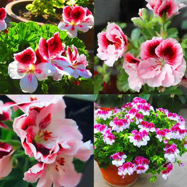 Deep blau univalve geranium blume samen for anpflanzung