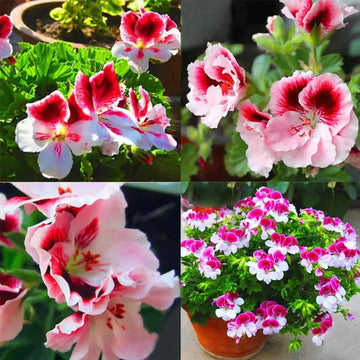 Deep blau univalve geranium blume samen for anpflanzung