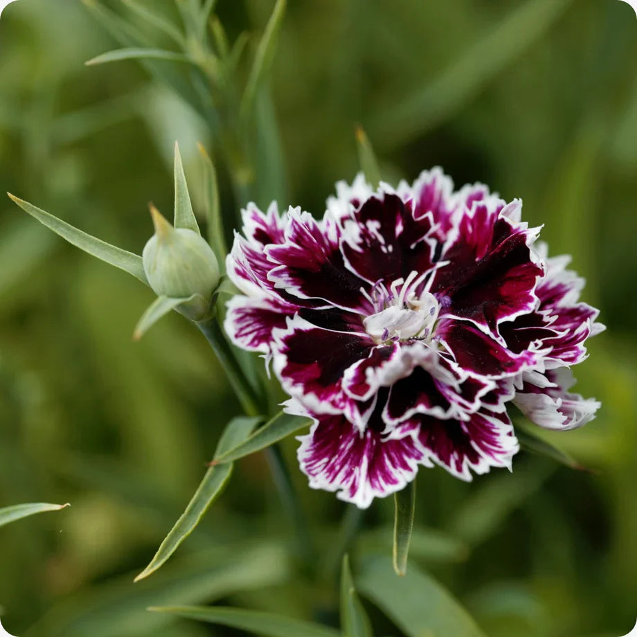 Deep colored carnation blooms in garten