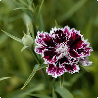 Deep colored carnation blooms in garten