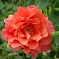 Deep orange climbing rose samen for anpflanzung