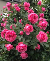 Deep rosa climbing rose samen for anpflanzung