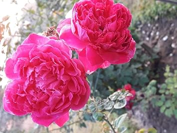 Deep rosa roses climbing along fence