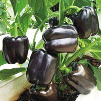 Closeup of deep lila bell pepper samen