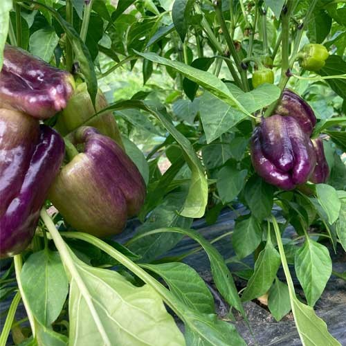Bell pepper pflanzen aus deep lila pepper samen in garten