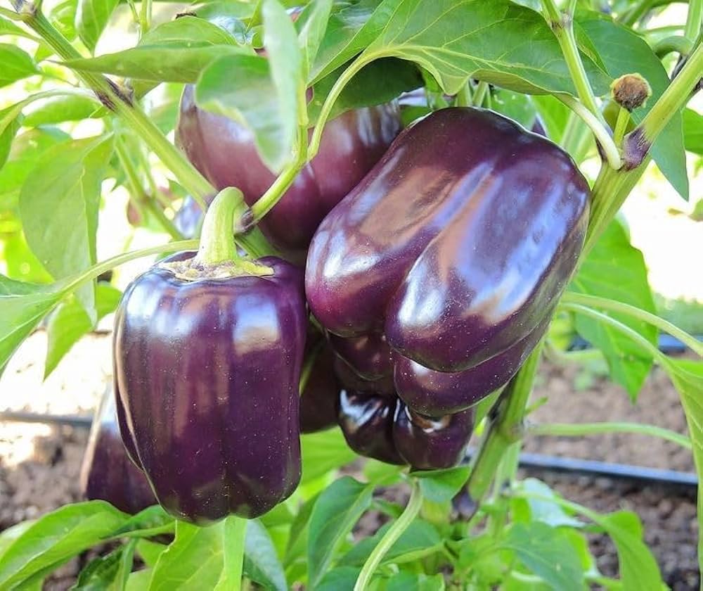 Deep lila bell pepper samen für aussaat high yield variety