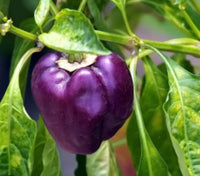 Deep lila bell pepper pflanze gezogen aus samen