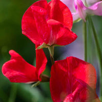 Deep rot sweet pea blume samen for anpflanzung