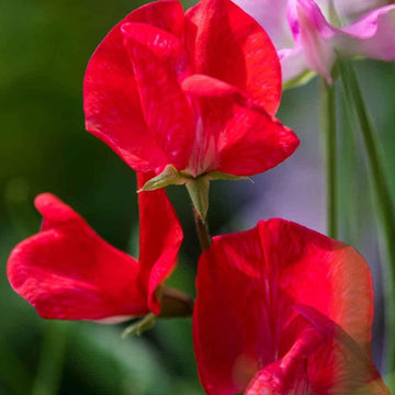 Deep rot sweet pea blume samen for anpflanzung