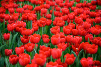 Deep rot tulip blume samen for anpflanzung