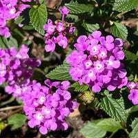 Lila Wandelröschen Blumensamen zur Aussaat robust Sorte Traditionssorte & ohne Gentechnik Samen Hausgarten
