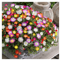Delosperma Blumensamen zur Aussaat Bestäuber freundlich Traditionssorte & ohne Gentechnik Samen Hausgarten