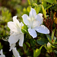 Weiß Azalee Blumensamen zur Aussaat robust Sorte Traditionssorte & ohne Gentechnik Samen Hausgarten