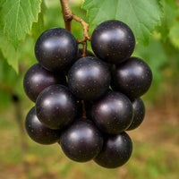 Dunkel violette Muscadine-Trauben Samen für einfaches Anpflanzen