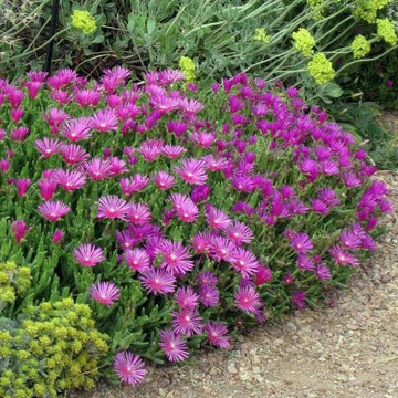 Mittagsblume Blumensamen zur Aussaat – duftend Blüten – Traditionssorte & ohne Gentechnik Samen Hausgarten