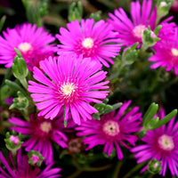 Lila Delosperma Blumensamen zur Aussaat – leuchtend Blüten – Traditionssorte & ohne Gentechnik Samen Hausgarten