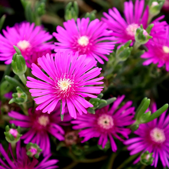 Delosperma blume samen for anpflanzung vibrant colors heirloom & gmo free samen for home garten 
 
 sale for anpflanzung in home garten