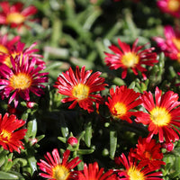 Rot Delosperma Blumensamen zur Aussaat duftend Blüten Traditionssorte & ohne Gentechnik Samen Hausgarten
