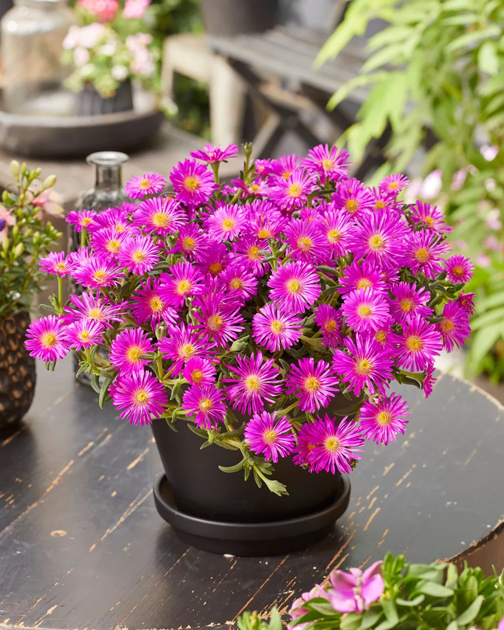 Violet delosperma blumen brightening garten landscapes