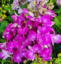 Close-up of multi-colored dendrobium orchid