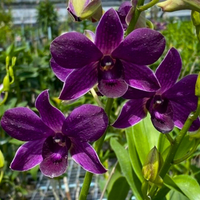dunkel Blau Dendrobium orchid Blumensamen zur Aussaat – Bestäuber freundlich – Traditionssorte & ohne Gentechnik Samen Hausgarten