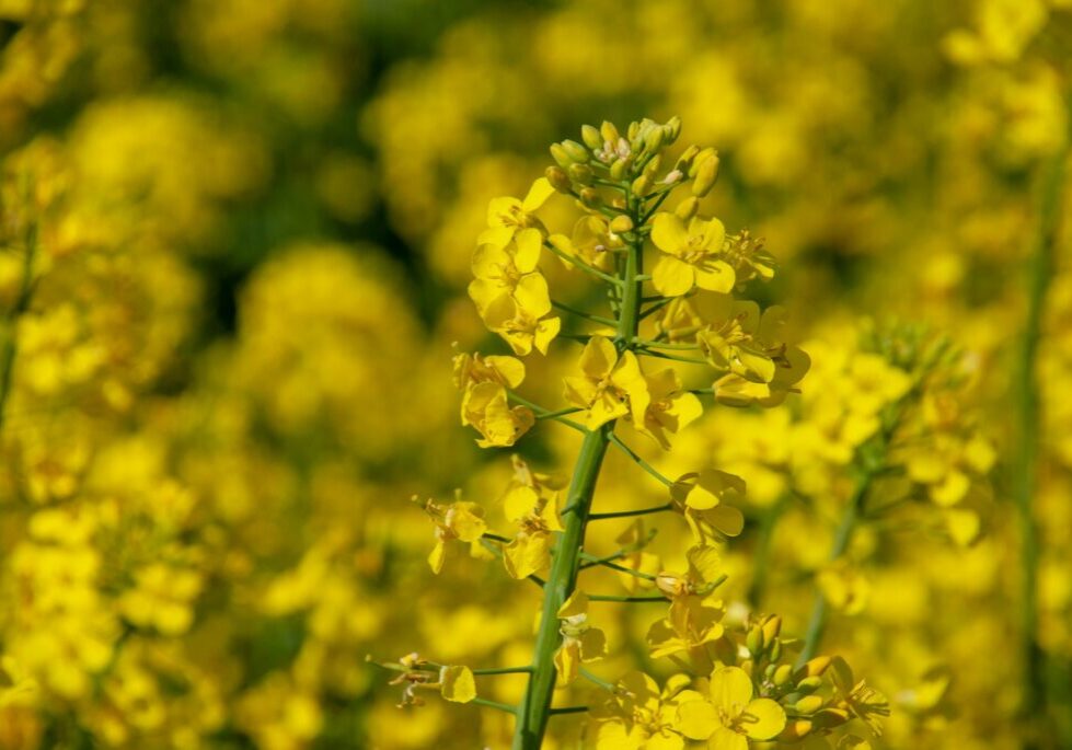Rapeseed Blumensamen zur Aussaat – sonnenliebend – Traditionssorte & ohne Gentechnik Samen Hausgarten