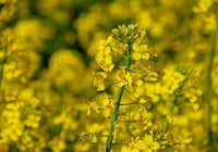 Rapeseed Blumensamen zur Aussaat – sonnenliebend – Traditionssorte & ohne Gentechnik Samen Hausgarten
