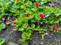 Rose Aptenia Blumensamen zur Aussaat – Anzucht – Traditionssorte & ohne Gentechnik Samen Hausgarten