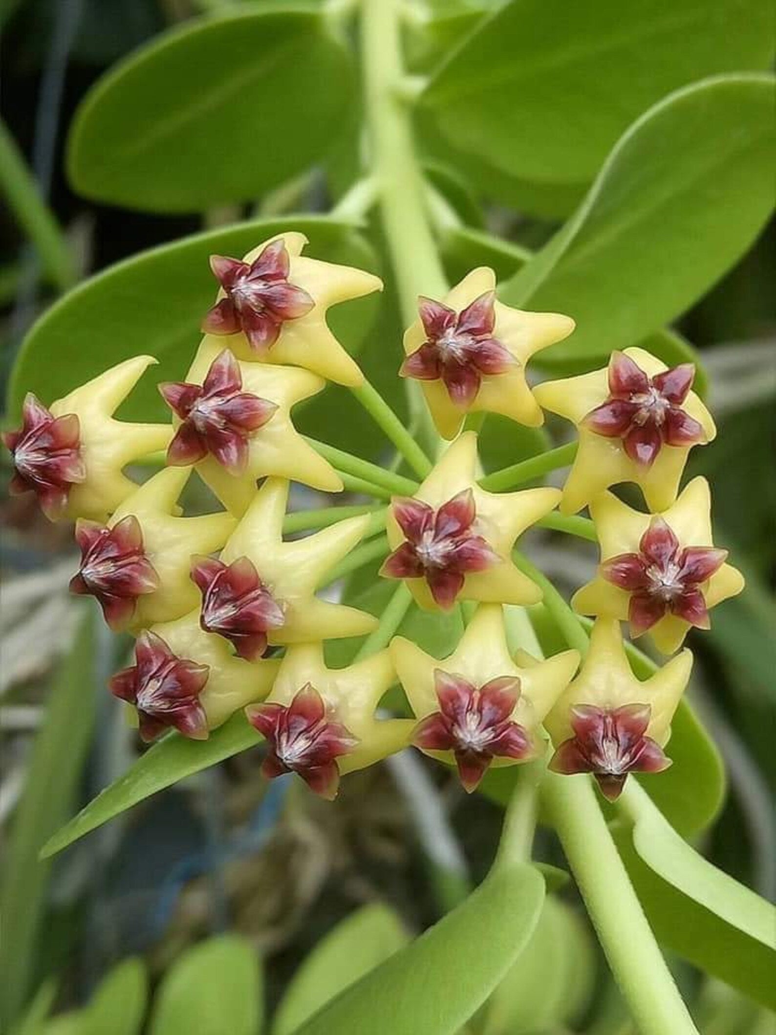 Sea Grün Hoya Blumensamen zur Aussaat kompakt Wuchs Traditionssorte & ohne Gentechnik Samen Hausgarten