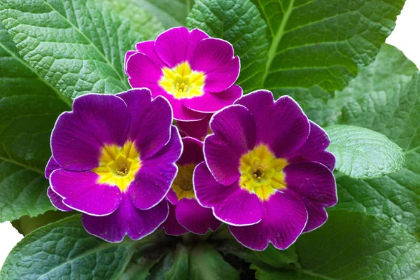 Violett Schlüsselblume Blumensamen zur Aussaat – Garten beliebt – Traditionssorte & ohne Gentechnik Samen Hausgarten