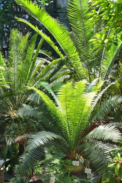 Grün Cycads Blumensamen zur Aussaat – farbenfroh Schau – Traditionssorte & ohne Gentechnik Samen Hausgarten