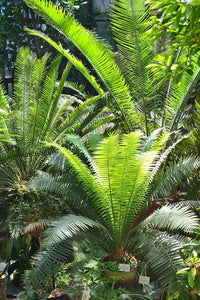 Grün Cycads Blumensamen zur Aussaat – farbenfroh Schau – Traditionssorte & ohne Gentechnik Samen Hausgarten