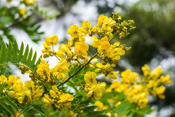 Gelb Cassia Blumensamen zur Aussaat – Garten beliebt – Traditionssorte & ohne Gentechnik Samen Hausgarten