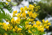 Gelb Cassia Blumensamen zur Aussaat – Garten beliebt – Traditionssorte & ohne Gentechnik Samen Hausgarten