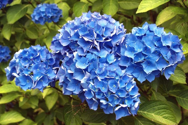 Blau Mischung Geranie Pelargonium Blumensamen zur Aussaat sonnenliebend Traditionssorte & ohne Gentechnik Samen Hausgarten