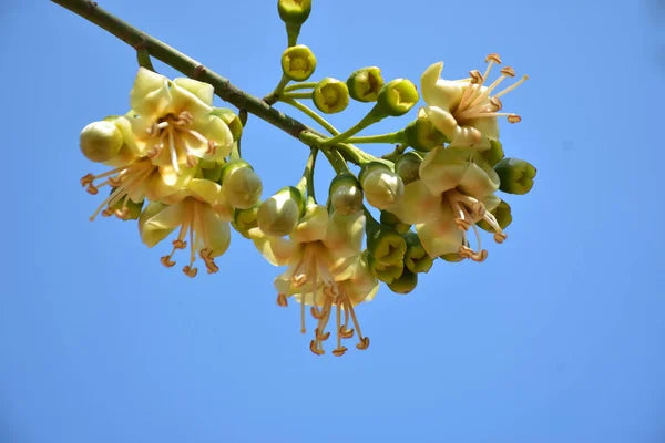 Grün Ceiba Pentandra Blumensamen zur Aussaat Create tropisch Gärten